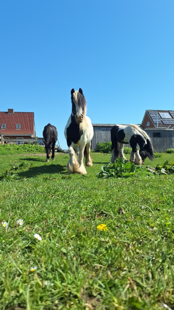 Ponys in der Nachbarschaft